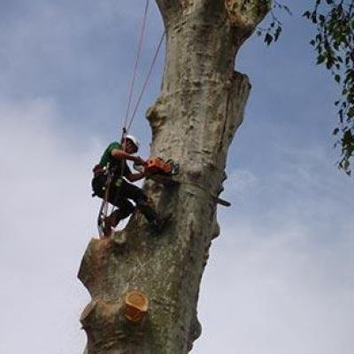 ELAGAGE D'ARBRE - Photo 2