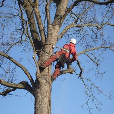 ELAGAGE D'ARBRE - Photo 4
