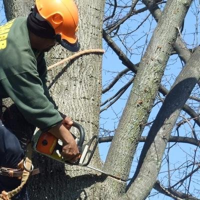 ELAGAGE D'ARBRE - Photo 9