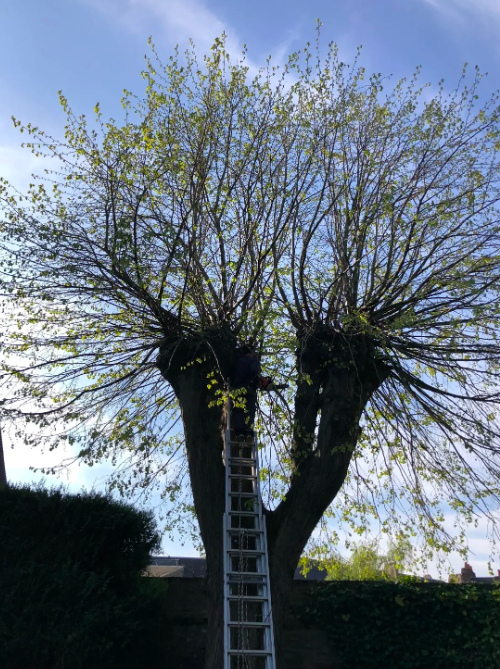 ELAGAGE D'ARBRE - Photo 10