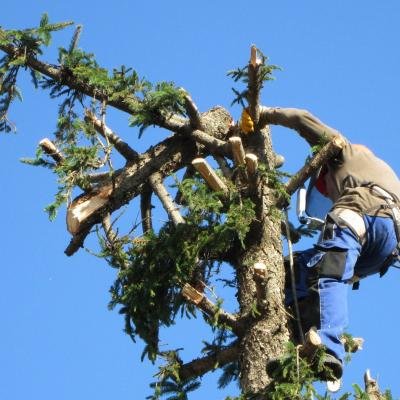 ELAGAGE D'ARBRE - Photo 7